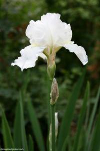 White Immortality Iris